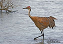 Grus canadensis